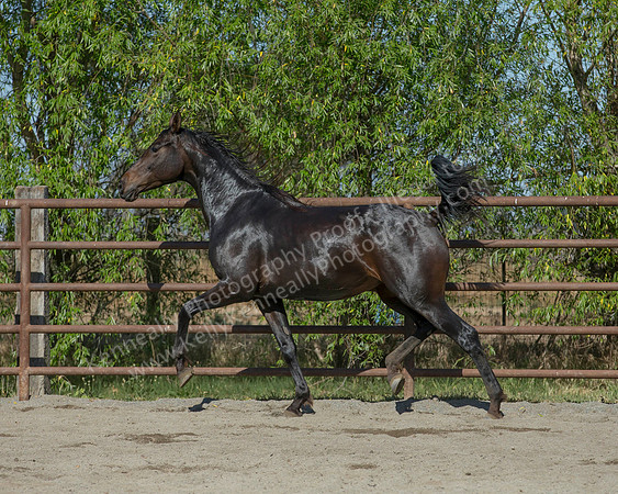VHC18_0316