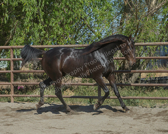 VHC18_0335