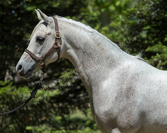 VHC18_0849