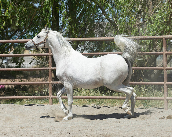 VHC18_0951