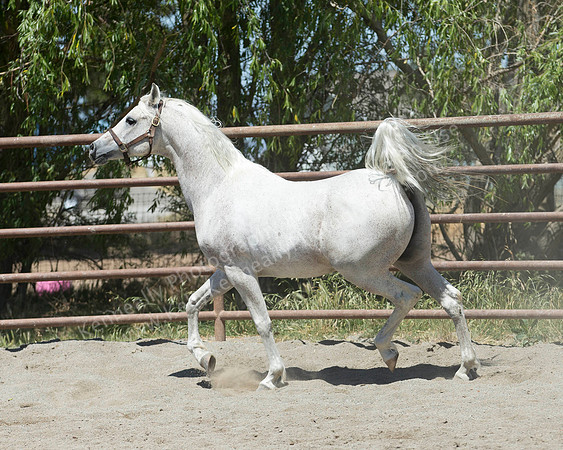 VHC18_0952