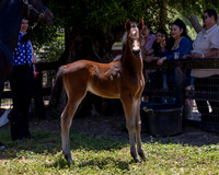 ShermanRanch0524_3294