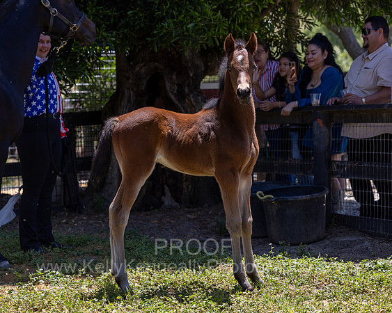 ShermanRanch0524_3294