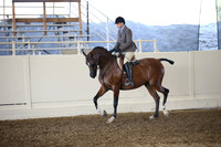 Class 33 Arabian Hunter Pleasure Mares & Stallions