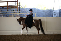 Class 35 Arabian Ladies Side Saddle Open