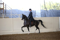 Class 37 Arabian Country English Pleasure AATR 19 Yrs/Over