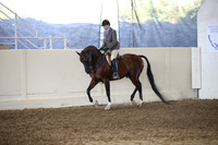 Class 38 Arabian Hunter Pleasure Geldings