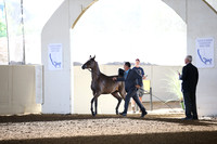 Class 201 Reg 3 Arabian Gelding In Hand Championship Yearligs & 2 Year Olds