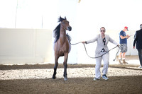 Class 202A Reg 3 Arabian Filly Breeding Championship 2 Year Old & Over