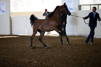 Class 203A Reg 3 Arabian Colt Breeding Championship Yearling