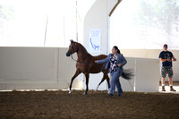 Class 206 Reg 3  Arabian Mare Breeding Championship 2 yrs & Over ATH