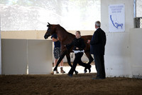 Class 208 Reg 3 Arabian Stallion Breeding Championship 2yrs & Over ATH