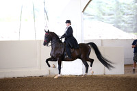 Class 217 Reg 3 HA/AA Country English Pleasure Championship AAOTR 19 yrs/Over