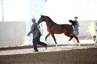 Class 252 Reg 3 HA/AA Yearling Colt/Gelding Breeders Sweepstakes