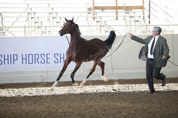 R318_SunAM_5943