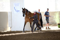 Class 253 Reg 3 HA/AA Gelding In Hand Championship2 yrs/Over AOTH