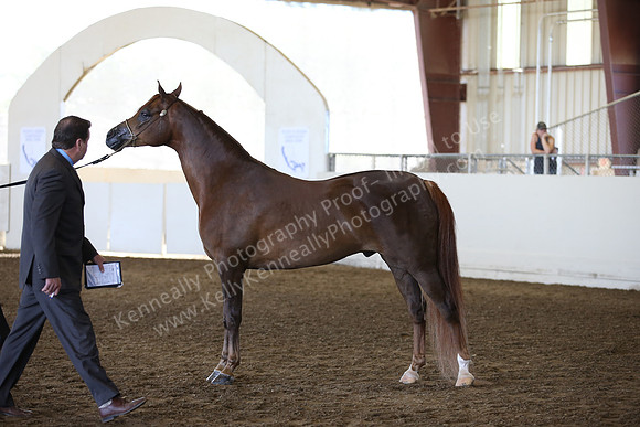 R318_SunAM_6038