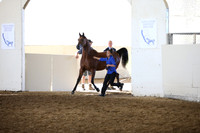 Class 254 Reg 3 Arabian Mare Breeding Championship 3 yrs& over