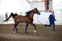 Class 256 Reg 3 Arabian Stallion Breeding Championship 3 years/over