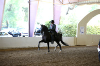 Class 258 Reg 3 Arabian Country English Pleasure Championship Junior Horse 5/Under