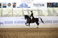 Class 265 Reg 3 Arabian English Show Hack Championship