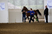 Class 47 Arabian Mare Breeding 4 yrs/over