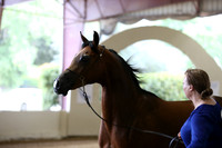 R318_FriAM_Halter_1452