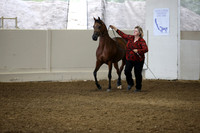 Class 48 Arabian Filly/Mare Breeding All Ages ATH