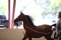 R318_FriAM_Halter_1615