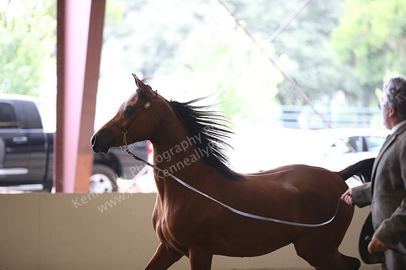 R318_FriAM_Halter_1615