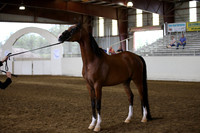 R318_FriAM_Halter_1752