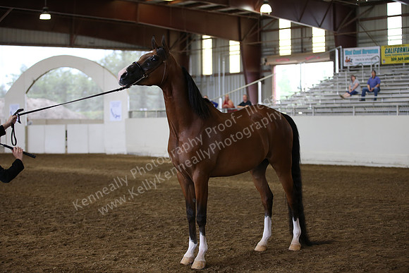 R318_FriAM_Halter_1752