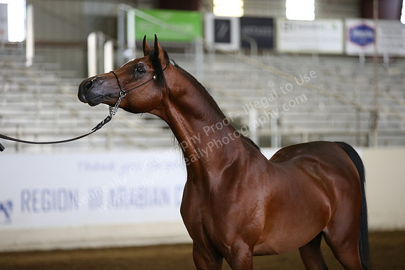 R318_FriAM_Halter_1879