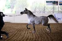 R318_FriAM_Halter_1809