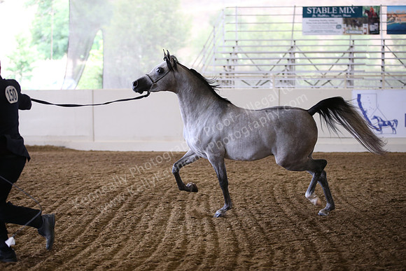 R318_FriAM_Halter_1809