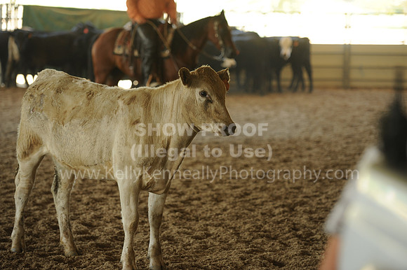 R318_WorkingCow_5555