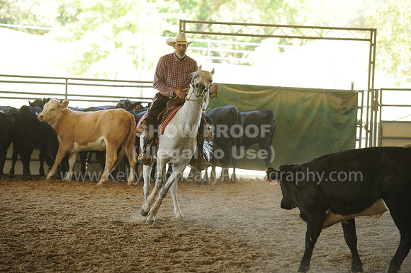 R318_WorkingCow_5581