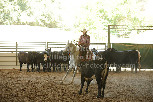 R318_WorkingCow_5584