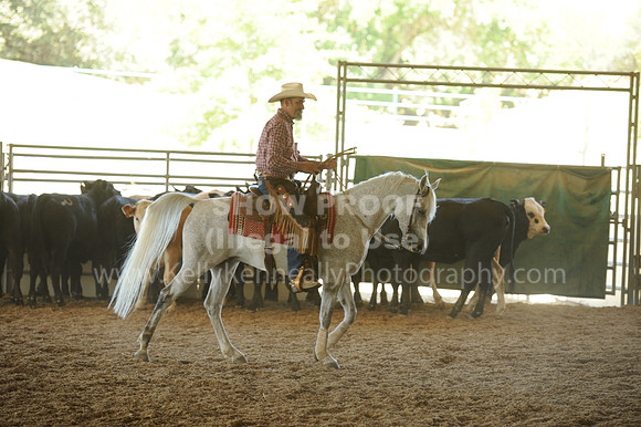 R318_WorkingCow_5586