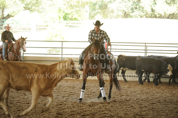 R318_WorkingCow_5588