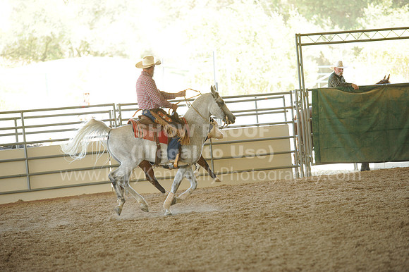 R318_WorkingCow_5667