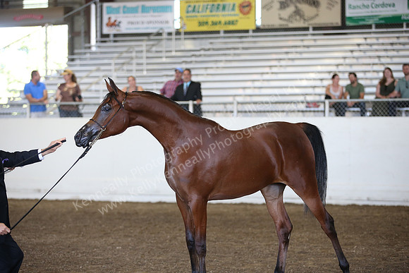 R318_SunEve_7544