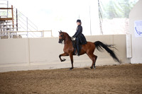 Class 74 Arabian Country English Pleasure JTR 18 yrs/Under
