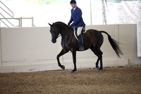 Class 75 HA/AA Hunter Pleasure Junior Horse 5 yrs & Under