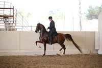 Class 83 HA/AA Country English Pleasure Open