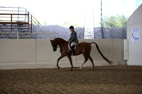 Class 102 Arabian Hunter Pleasure AATR Select