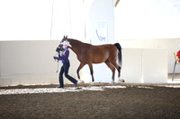 Class 316 Reg 3 Showmanship Championship JTH 11-13 Years
