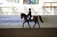 Class 318 Reg 3 Arabian English Show Hack Championship ATR