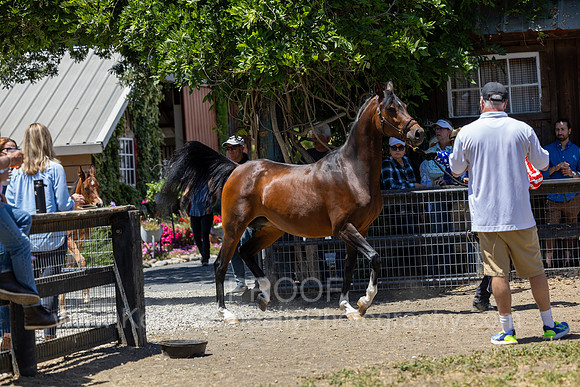 ShermanRanch0524_2444
