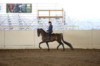 Class 113 Morgan Hunter Pl Stallions & Geldings